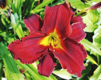 Close-up of day lily blooming outdoors