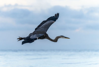 Great blue heron flying over the beach.