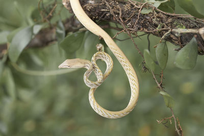 Close-up of a bird on branch