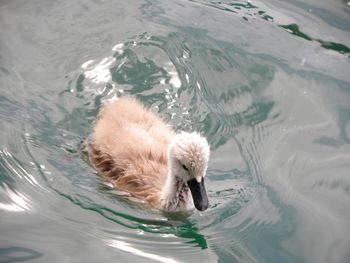 View of young swan swimming in lake