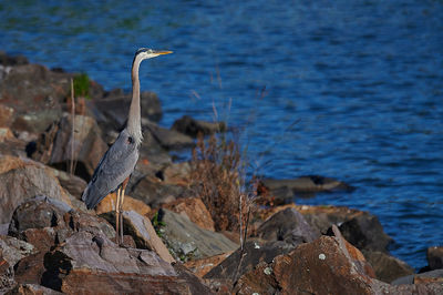 High angle view of gray heron perching on rock