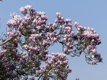 Low angle view of cherry blossoms against sky