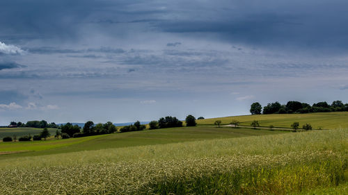 Scenic view of agricultural field against sky