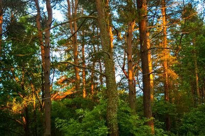 Low angle view of trees in forest during autumn