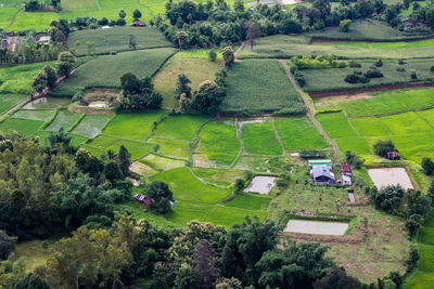 High angle view of agricultural field