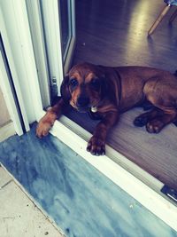 High angle view of dog