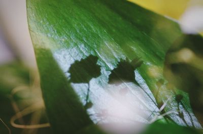 Close-up of plant against blurred background
