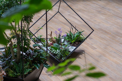 Close-up of plants growing in greenhouse