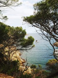 Scenic view of sea and trees against sky