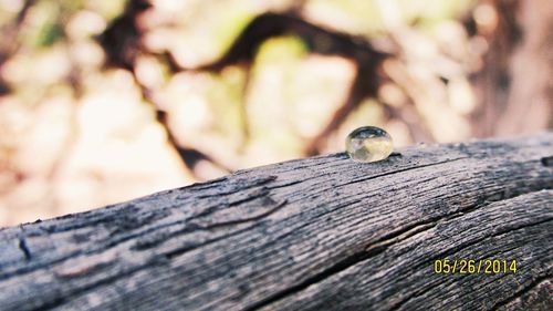 Close-up of lizard on tree trunk