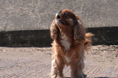 Portrait of a dog looking away