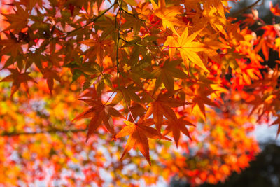 Close-up of maple leaves