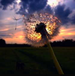 Close-up of dandelion on field at sunset