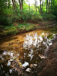 Stream flowing through rocks in forest