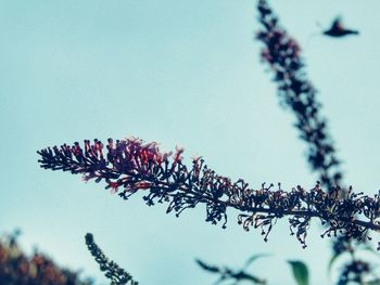 Low angle view of flowering plant against sky