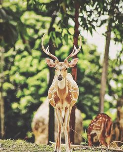 Portrait of deer