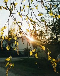 Sunlight streaming through trees against sky