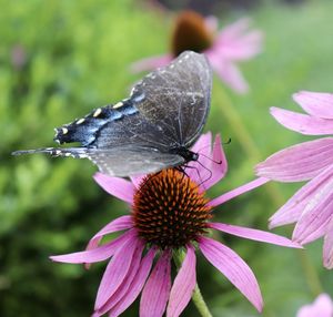 Close-up of butterfly on purple flower