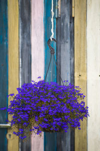 Close-up of flowers against built structure