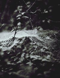 spider web