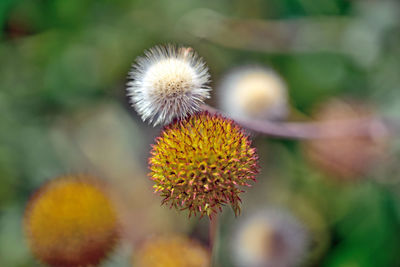 Close-up of white flower