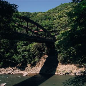 Bridge over river amidst trees in forest