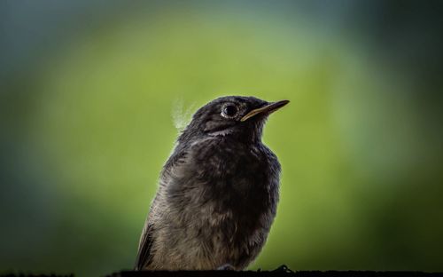 Close-up of a bird looking away