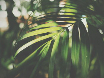 Close-up of palm tree