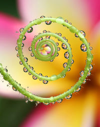 Close-up of raindrops on leaf