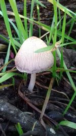 Close-up of mushroom