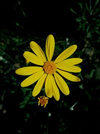 Close-up of yellow flower