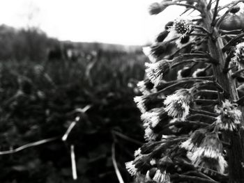 Close-up of leaves against blurred background