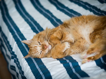 Close-up of ginger maine coon relaxing on bed