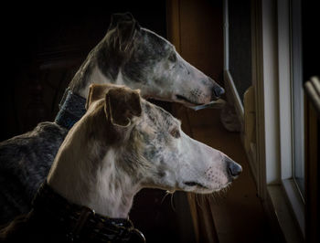 Close-up of dogs looking through window
