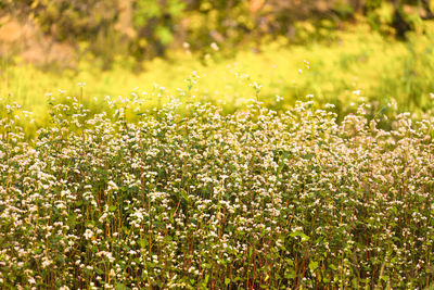Close-up of flowering plants on field