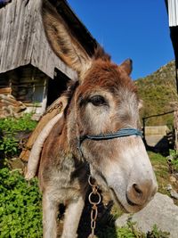 Close-up of a horse in stable