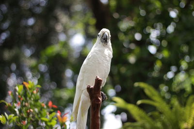 Bird perching on a plant