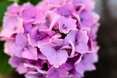 Close-up of pink hydrangea flowers