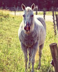 Portrait of horse standing on field