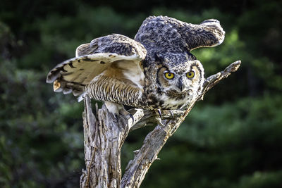 Great grey owl getting ready to start flying