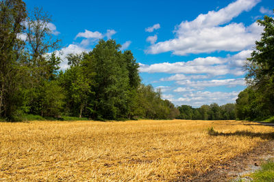 Trees on field against sky