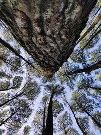 Low angle view of tree in forest