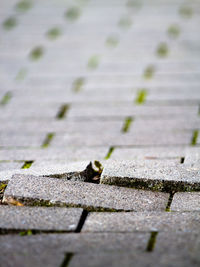 High angle view of cat on footpath