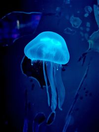 Close-up of jellyfish in water