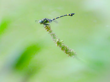 Close-up of insect on plant