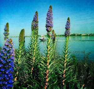 Plants in calm blue sea