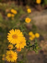 Close-up of yellow flowering plant on field