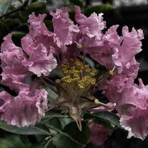 Close-up of pink flowers blooming outdoors