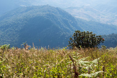 Scenic view of agricultural field