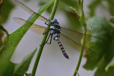 A beautiful photograph of a dragonfly siting on a plant.